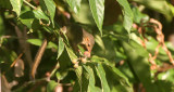 INSECTIVORE - TREESHREW - LESSER TREESHREW - TUPAIA MINOR - TABIN WILDLIFE RESERVE BORNEO (10).JPG