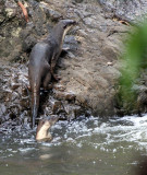 MUSTELID - OTTER - SMOOTH OTTER - LUTRA PERSPICILLATA - TABIN WILDLIFE RESERVE (8).JPG