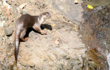 MUSTELID - OTTER - SMOOTH OTTER - TABIN WILDLIFE RESERVE BORNEO (19).JPG