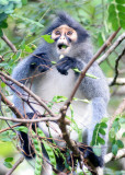 PRIMATE - LANGUR - HOSES LANGUR OR GREY LEAF MONKEY - PRESBYTIS HOSEI SABANA - TABIN WILDLIFE RESERVE  (12).JPG