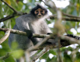 PRIMATE - LANGUR - HOSES LANGUR OR GREY LEAF MONKEY - PRESBYTIS HOSEI SABANA - TABIN WILDLIFE RESERVE  (41).JPG