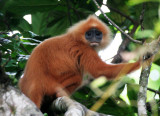 PRIMATE - LANGUR - MAROON LANGUR OR RED LEAF MONKEY - PRESBYTIS RUBICUNDA IGNITA - KINABATANGAN RIVER BORNEO (20).JPG