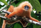 Mammals of Borneo