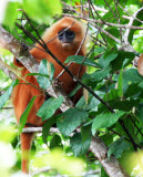 PRIMATE - LANGUR - MAROON LANGUR OR RED LEAF MONKEY - PRESBYTIS RUBICUNDA IGNITA - KINABATANGAN RIVER BORNEO (3).JPG