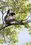 PRIMATE - LANGUR - SILVERED LANGUR OR GREY LEAF MONKEY - KINABATANGAN RIVER BORNEO (14).JPG