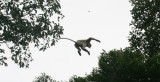 PRIMATE - MONKEY - PROBOSCIS MONKEY - LEAPING FROM TREE TO TREE - KINABATANGAN RIVER BORNEO (14).JPG