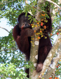 PRIMATE - ORANGUTAN - #1 - MATURE MALE - KINABATANGAN RIVER BORNEO (4) - Copy.JPG