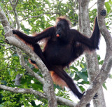 PRIMATE - ORANGUTAN - #3 AND #4 - KINABATANGAN RIVER BORNEO (8).JPG