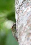 RODENT - SQUIRREL - PLAIN PYGMY SQUIRREL - EXILISCIURUS EXILIS - SEPILOK VIRGIN FOREST RESERVE (2).JPG