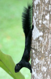 RODENT - SQUIRREL - PREVOSTS SQUIRREL - KINABATANGAN RIVER BORNEO (3).JPG