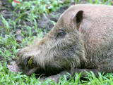 SUIDAE - PIG - BEARDED PIG - DANUM VALLEY RAINFOREST LODGE - DANUM VALLEY BORNEO  (12).JPG