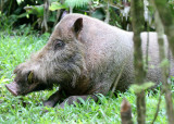 SUIDAE - PIG - BEARDED PIG - DANUM VALLEY RAINFOREST LODGE - DANUM VALLEY BORNEO  (2).JPG