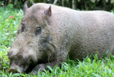 SUIDAE - PIG - BEARDED PIG - DANUM VALLEY RAINFOREST LODGE - DANUM VALLEY BORNEO  (5).JPG