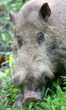 SUIDAE - PIG - BEARDED PIG - DANUM VALLEY RAINFOREST LODGE - DANUM VALLEY BORNEO  (7).JPG