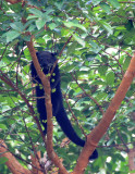 VIVERRID - BINTURONG - ARCTICTIS BINTURONG - BEARCAT - FEEDING ON FICUS - TABIN WILDLIFE RESERVE BORNEO (17).JPG