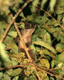 VIVERRID - CIVET - SMALL-TOOTHED PALM CIVET - ARCTOGALIDIA TRIVIRGATA - TABIN WILDLIFE RESERVE BORNEO (3).JPG