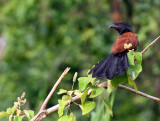 BIRD - COUCAL - LESSER COUCAL - KINABATANGAN RIVER BORNEO (12).JPG