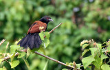 BIRD - COUCAL - LESSER COUCAL - KINABATANGAN RIVER BORNEO (14).JPG