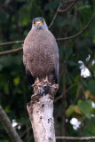 BIRD - EAGLE - CRESTED SERPENT EAGLE - TABIN WILDLIFE RESERVE BORNEO (3).JPG