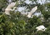 BIRD - EGRET - GREAT EGRET - KINABATANGAN RIVER BORNEO (11).jpg