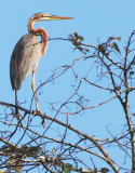 BIRD - HERON - PURPLE HERON - KINABATANGAN RIVER BORNEO  (13).JPG