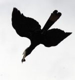 BIRD - HORNBILL - BLACK HORNBILL - KINABATANGAN RIVER BORNEO  (9).JPG