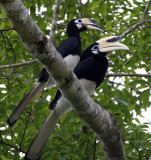 BIRD - HORNBILL - ORIENTAL PIED HORNBILL - KINABATANGAN RIVER BORNEO  (33).JPG