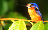 BIRD - KINGFISHER - BLUE-EARED KINGFISHER - KINABATANGAN RIVER BORNEO  (6).JPG