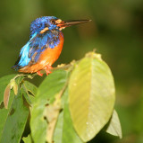 BIRD - KINGFISHER - BLUE-EARED KINGFISHER - KINABATANGAN RIVER BORNEO (5).JPG