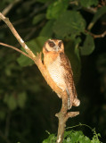 BIRD - OWL - BROWN WOOD-OWL - STRIX LEPTOGRAMMICA - TABIN WILDLIFE RESERVE BORNEO (6).JPG
