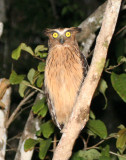 BIRD - OWL - BUFFY FISH OWL - KINABATANGAN RIVER BORNEO  (18).jpg