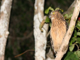 BIRD - OWL - BUFFY FISH OWL - KINABATANGAN RIVER BORNEO  (19).JPG