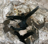 BIRD - SWIFTLET - BLACK NEST SWIFTLET - COLLOCALIA MAXIMA - KINABATANGAN RIVER BORNEO  (10).JPG