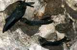 BIRD - SWIFTLET - BLACK NEST SWIFTLET - COLLOCALIA MAXIMA - KINABATANGAN RIVER BORNEO  (9).JPG