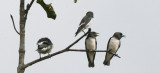 BIRD - WOOD-SWALLOW - WHITE-BREASTED WOOD-SWALLOW - ARTAMUS LEUCORHYNCHUS - KINABATANGAN RIVER BORNEO (8).JPG
