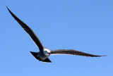 BIRD - GULL - HEERMANS GULL - BAHIA DE LORETO MEXICO (12).JPG
