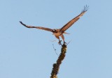 BIRD - HAWK - RED-TAILED HAWK - WESTERN FORM LIGHT JUVENILE - DESIERTO BAHIA DE LOS ANGELES BAJA MEXICO (8).JPG