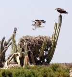 BIRD - OSPREY - SAN IGNACIO LAGOON BAJA MEXICO (67).JPG