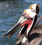 BIRD - PELICAN - BROWN PELICAN - BAHIA DE LORETO HARBOR MEXICO (4).jpg