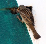 BIRD - SPARROW - HOUSE SPARROW - FEMALE FEEDING CHICKS IN STOREFRONT WALL - SAN QUINTIN BAJA MEXICO (4).JPG