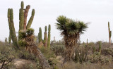 AGAVACEAE - YUCCA VALIDA - TREE YUCCA - DATILILLO - SAN IGNACIO DESERT BAJA MEXICO (2).JPG