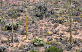 BOOJUM AND CANDELABRA CACTUS WOODLAND COMMUNITY - CATAVINA DESERT BAJA MEXICO.JPG