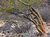 BURSERACEAE - BURSERA HINDSIANA - COPAL OR TOROTE - SAN IGNACIO DESERT BAJA MEXICO.JPG