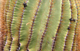 CACTACEAE - FEROCACTUS DIGUESII - ISLA SANTA CATALINA BARREL CACTUS - ISLA CATALINA BAJA MEXICO (27).JPG