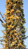 FOUQUIERIEACEAE - IDRIA (FOUQUIERIA) COLUMNARIS - BOOJUM TREE - CIRIO - CATAVINA DESERT BAJA CALIFORNIA (3).JPG