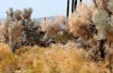 LEGUMINOSEAE - DALEA (PSOROTHAMNUS) SPINOSA - SMOKE TREE - BAHIA DE LOS ANGELES DESERT BAJA MEXICO (2).JPG
