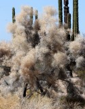 LEGUMINOSEAE - DALEA (PSOROTHAMNUS) SPINOSA - SMOKE TREE - BAHIA DE LOS ANGELES DESERT BAJA MEXICO.JPG
