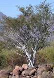 LEGUMINOSEAE - MIMOSOIDEAE - LYSILOMA CANDIDA - PALO BLANCO - CATAVINA DESERT BAJA MEXICO.JPG