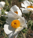 PAPAVERACEAE - ARGEMONE PLATYCERAS - PRICKLY POPPY - CATALINA DESERT BAJA MEXICO (4).JPG