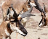 BOVID - PENINSULAR PRONGHORN ANTELOPE - VIZCAINO PRESERVE